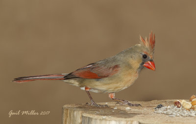  Northern Cardinal, female