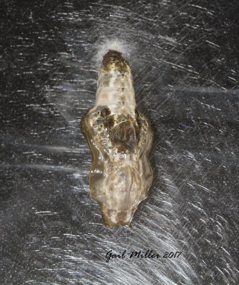 Red-spotted Purple Butterfly pupae 