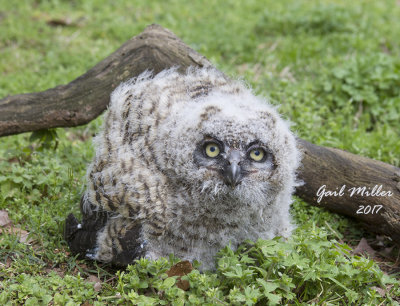 Great Horned Owl owlet found on a local golf course this morning after major thunderstorms last light.  My transport for Raptor Rehab of Central Arkansas. 