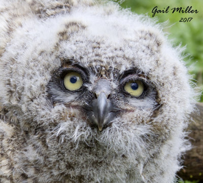 Great Horned Owl owlet found on a local golf course this morning after major thunderstorms last light.  My transport for Raptor Rehab of Central Arkansas. 