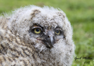 Great Horned Owl owlet found on a local golf course this morning after major thunderstorms last light.  My transport for Raptor Rehab of Central Arkansas. 