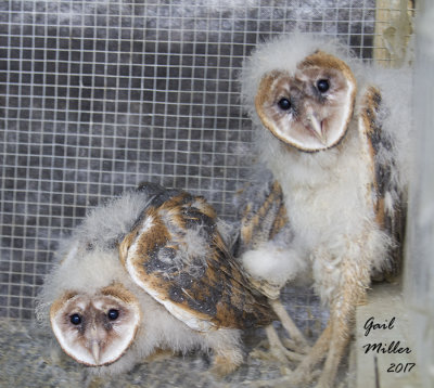 Baby Barn Owls, I did not transport these, but photographed them at RRCA