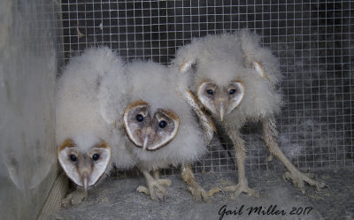 Baby Barn Owls, I did not transport these, but photographed them at RRCA