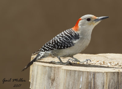 Rec-bellied Woodpecker, female