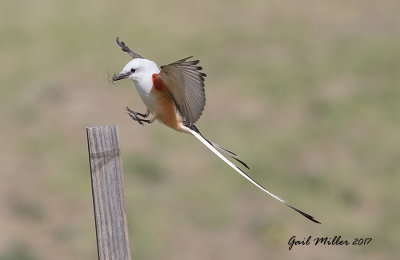 Scissor-tailed Flycatcher, male