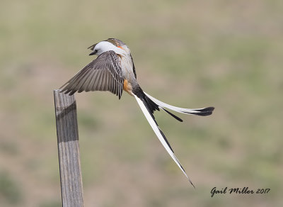 Scissor-tailed Flycatcher, male