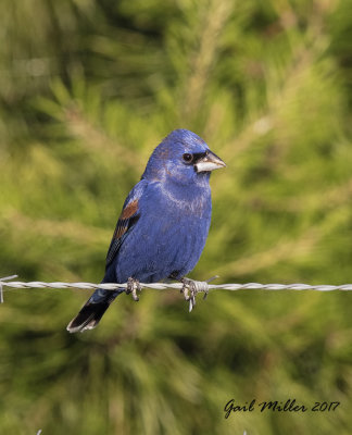 Blue Grosbeak