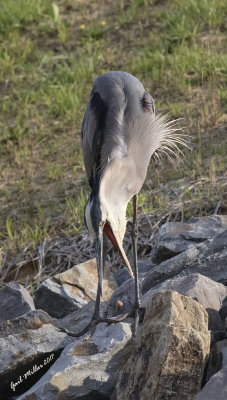 Great Blue Heron coughing up a pellet.