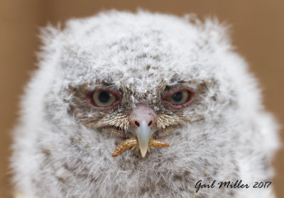 Screech Owl owlet