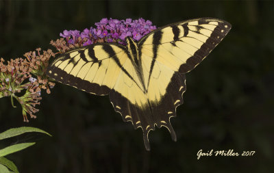Giant Eastern Swallowtail