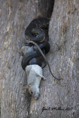 Black Rat Snake and rat