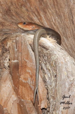 Skink with forked tail