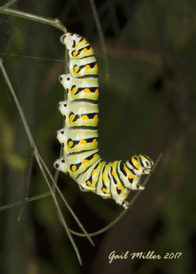 Black Swallowtail butterfly caterpillar 