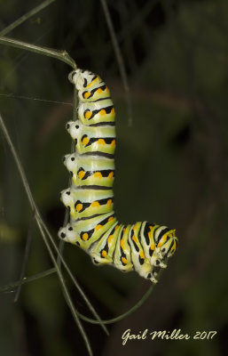 Black Swallowtail butterfly caterpillar 