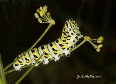 Black Swallowtail Butterfly Caterpillar 