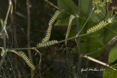 Black Swallowtail Butterfly Caterpillar