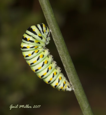 Black Swallowtail Butterfly Caterpillar
Getting ready to transform into a chrysalis 