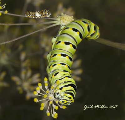 Black Swallowtail Butterfly Caterpillar