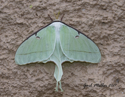 Luna Moth on a wall behind the order speaker at a McDonald's drive-thru in El Paso, Arkansas.  I got my order, then pulled around, parked, got out and took a photo.  One reason, to always have a camera with me. 