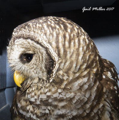 Barred Owl, hit by a vehicle.  