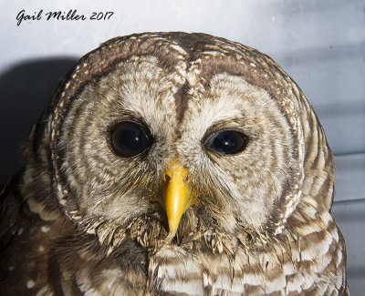 Barred Owl, hit by a vehicle, then continued the ride 'to work' in the guy's truck grill.  He did not realize the owl was in his grill.  Thank goodness he looked once he got out of his truck.  