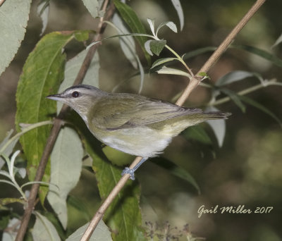 Red-eyed Vireo.  
Water feature bird #67.