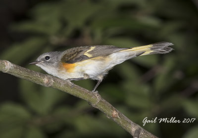 American Redstart, female