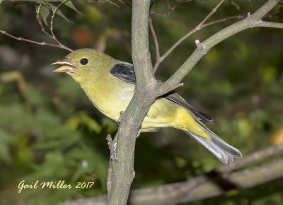 Scarlet Tanager