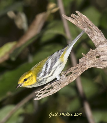 Black-throated Green Warbler