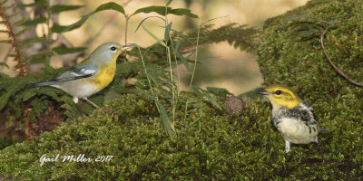 Northern Parula and Black-throated Green Warbler