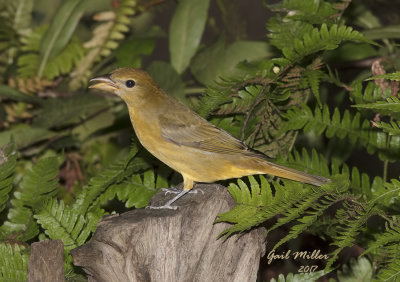 Summer Tanager, female