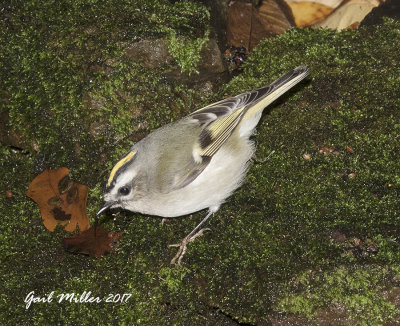 Golden-crowned Kinglet