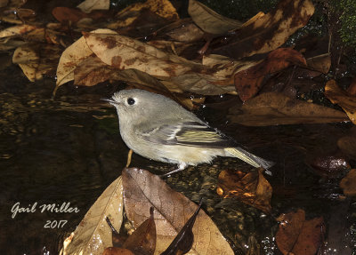 Ruby-crowned Kinglet