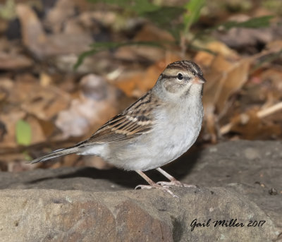 NEW WATER FEATURE BIRD - #72
Chipping Sparrow