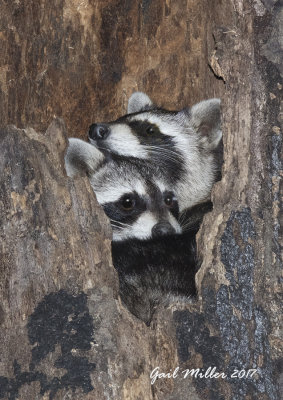 Young Raccoons in a tree in the woods on my property.  The same tree was used by Barred Owls. 