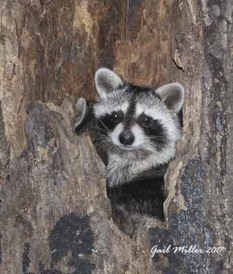 Young Raccoons in a tree in the woods on my property.  The same tree was used by Barred Owls. 