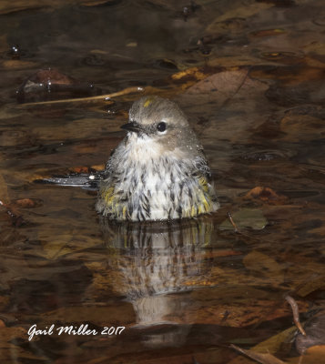 Yellow-rumped Warbler