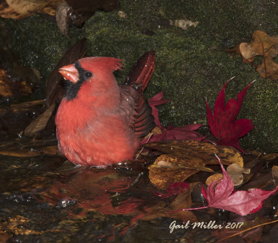 Northern Cardinal, male