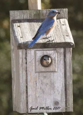 Eastern Bluebird, male and female
Note that this photo was taken on November 28.  