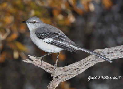 Northern Mockingbird
The official State Bird of Arkansas