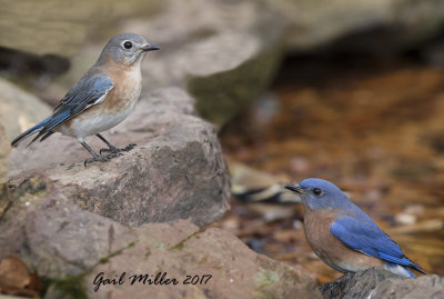 Eastern Bluebird
Female and Male