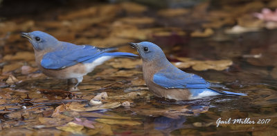 Eastern Bluebird, males