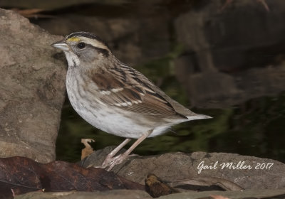 White-throated Sparrow
Note:  It has no tail