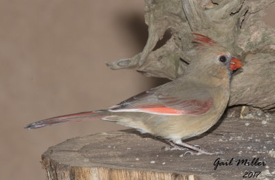 Lucy
Northern Cardinal, female
She has leucistic primary feathers in her wings