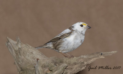 White-throated Sparrow
Partially leucistic