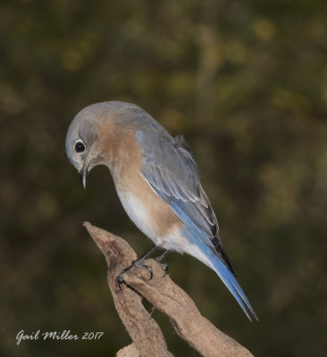 Eastern Bluebird