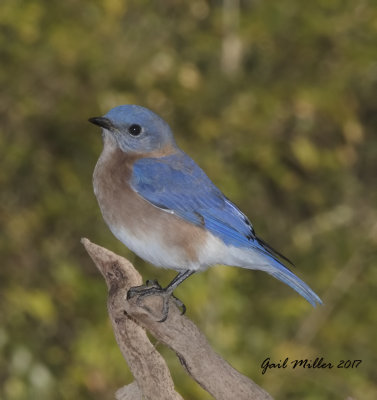 Eastern Bluebird