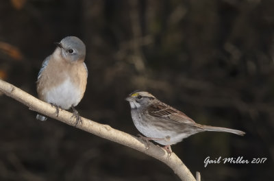 Eastern Bluebird and White-throated Sparrow