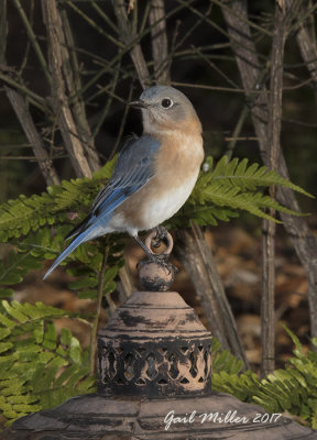 Eastern Bluebird