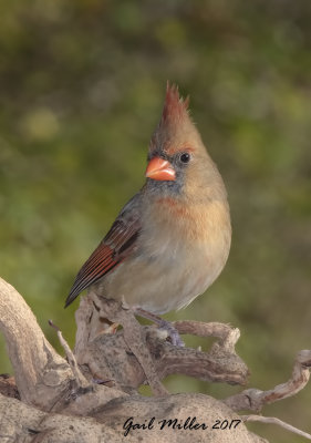 Northern Cardinal, female